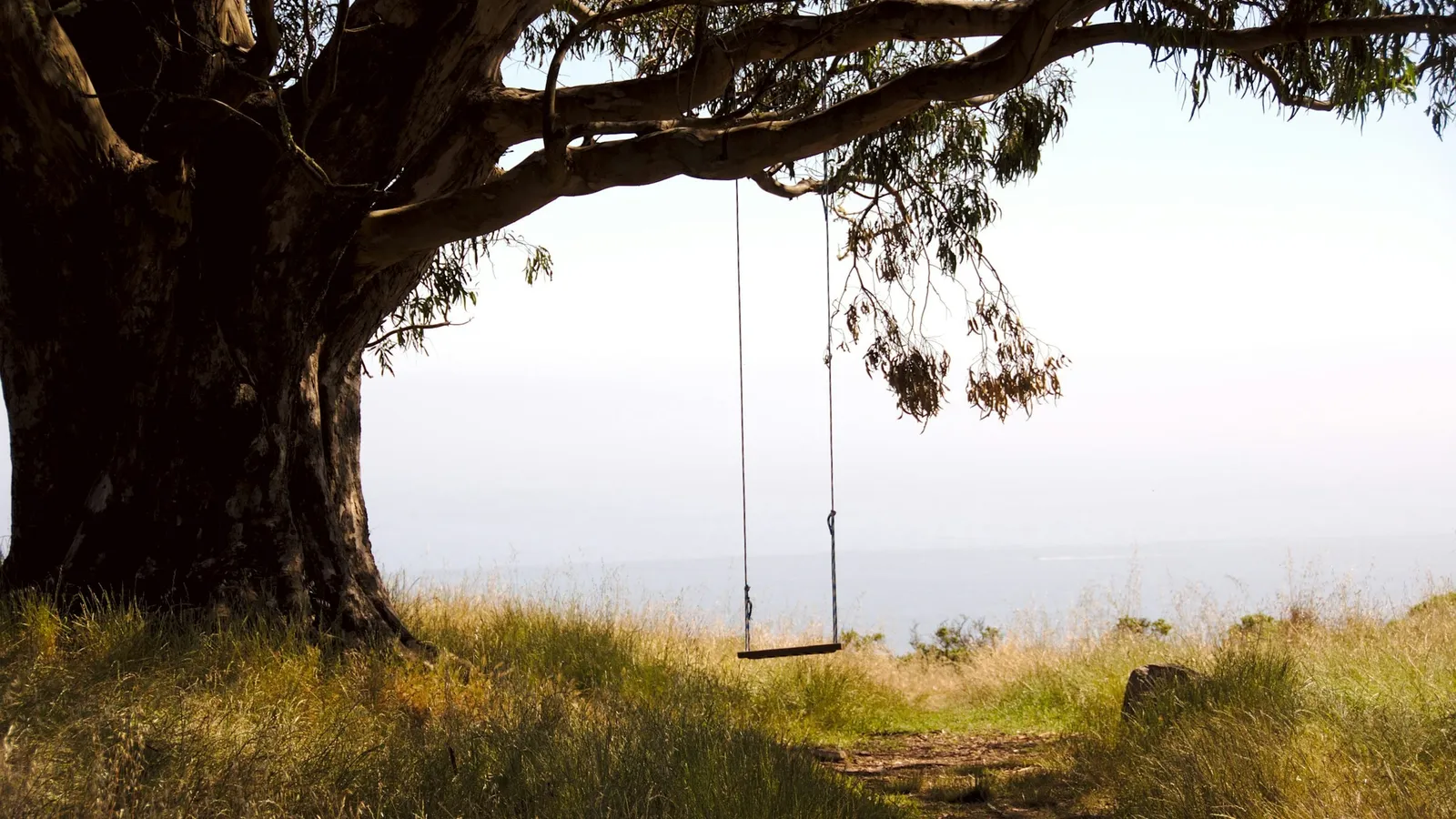 An empty rope swing hanging from a large tree