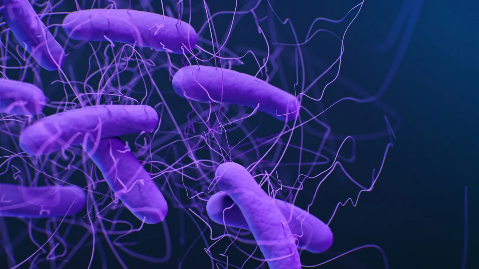 An illustration of rod-shaped bacteria with flagella