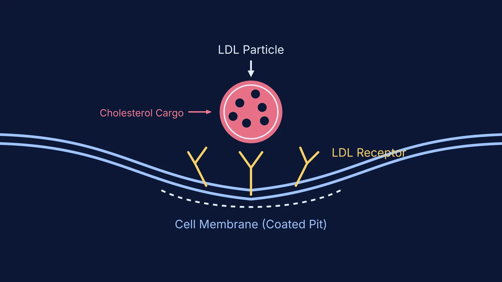 An LDL receptor in a coated pit on a cell membrane binding an LDL particle to pull cholesterol inside