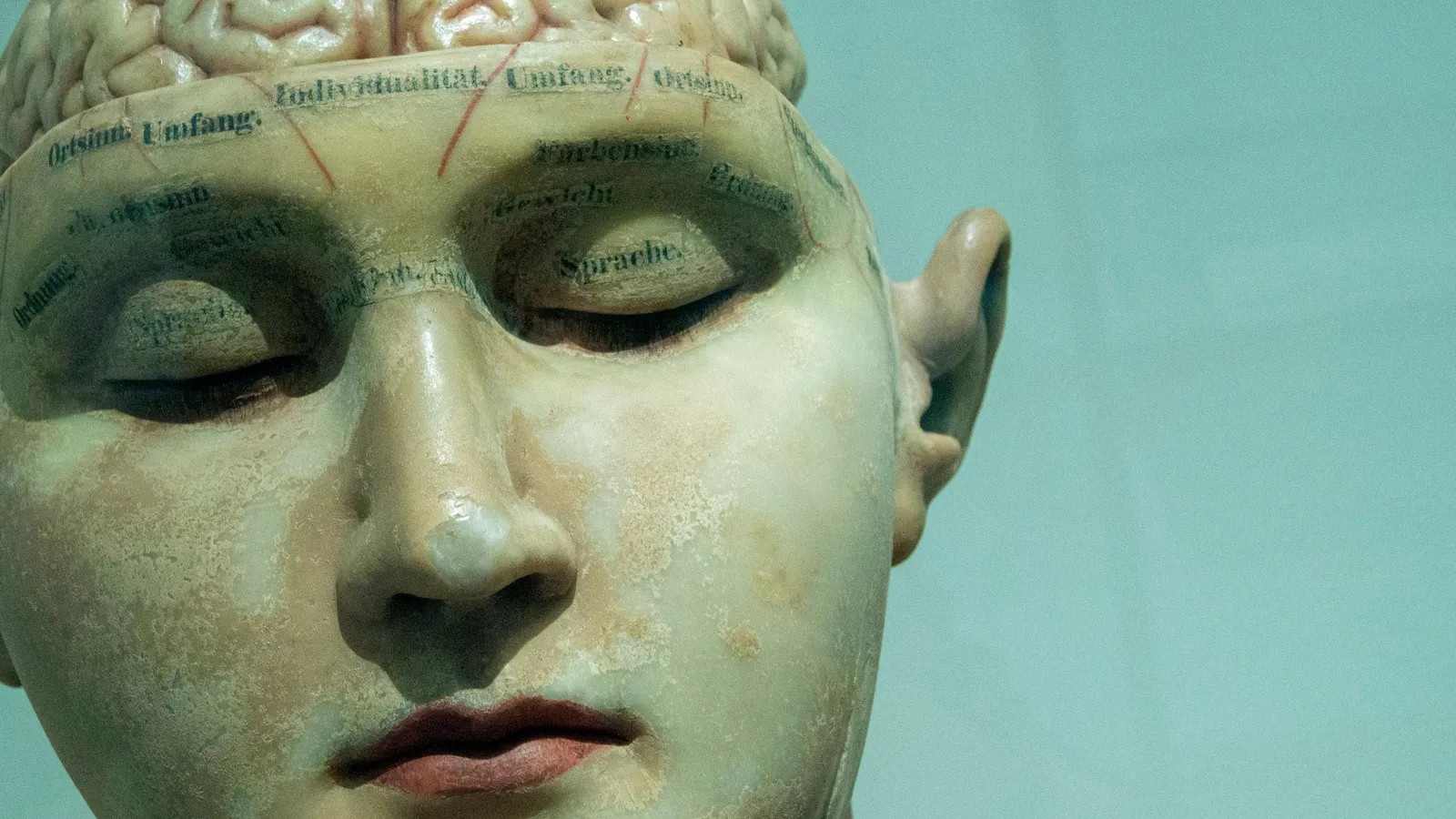An old anatomical bust showing the regions of the brain