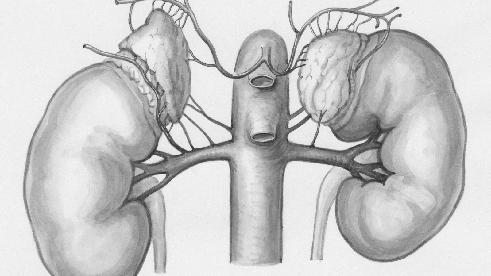 An old anatomical drawing of the kidneys