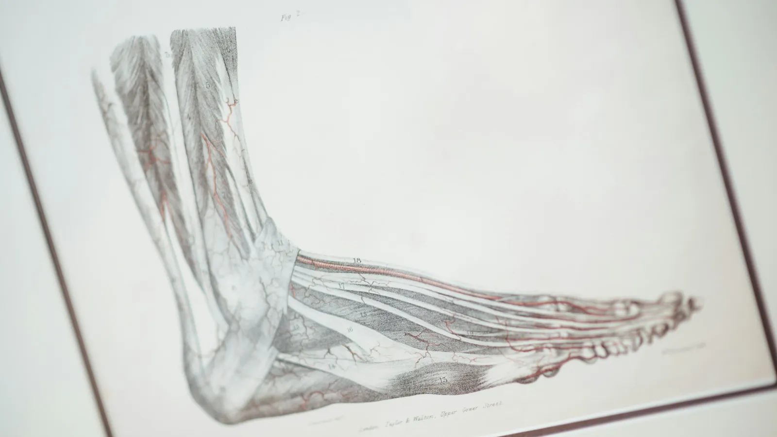 An old anatomical drawing of the muscles of the human foot