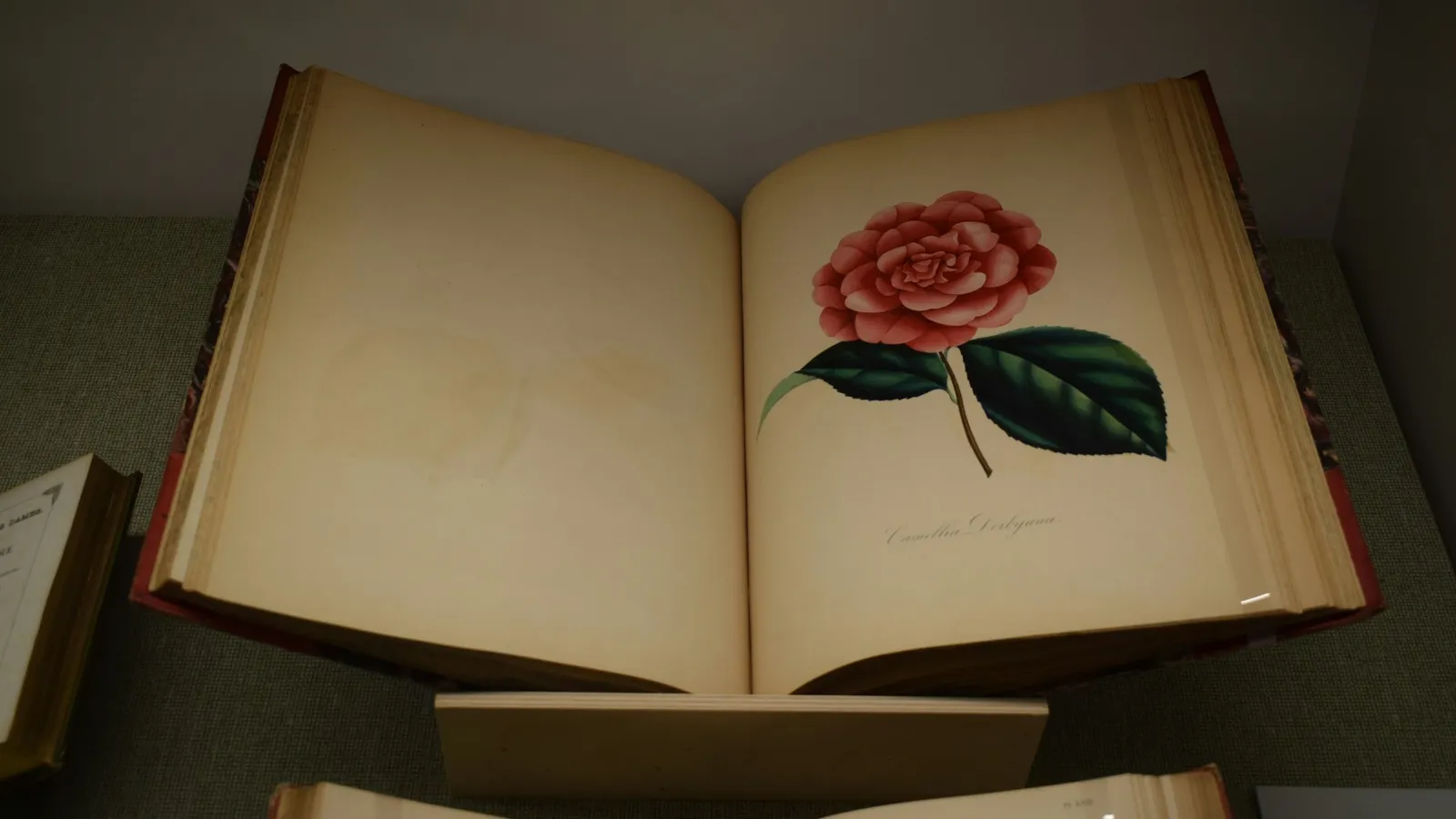 An old botanical book open at a flower illustration