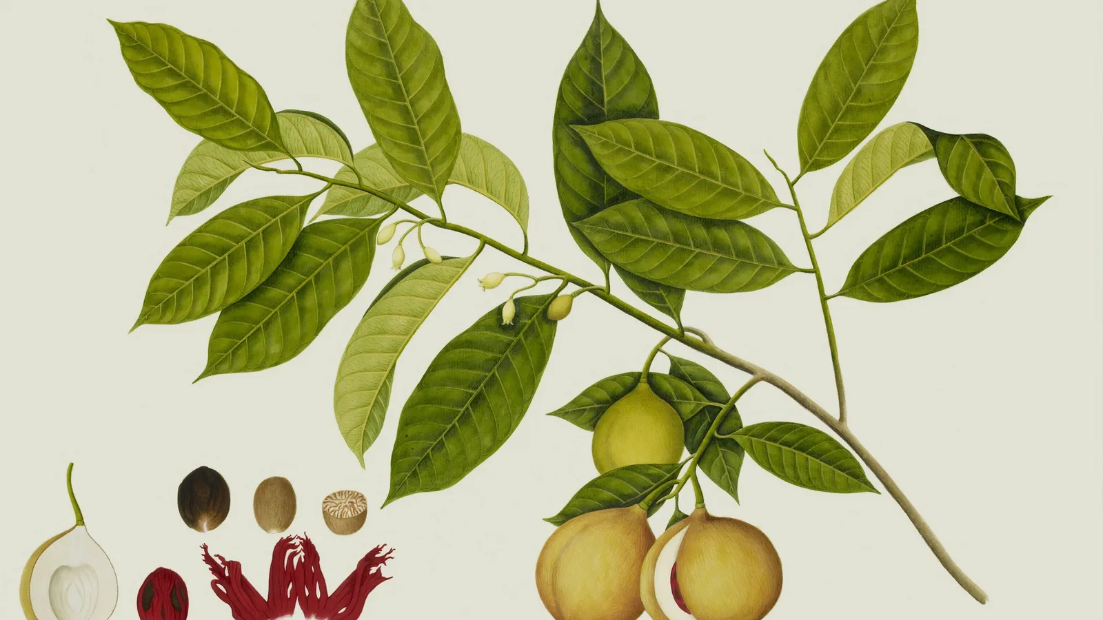 An old botanical drawing of a plant branch with fruit