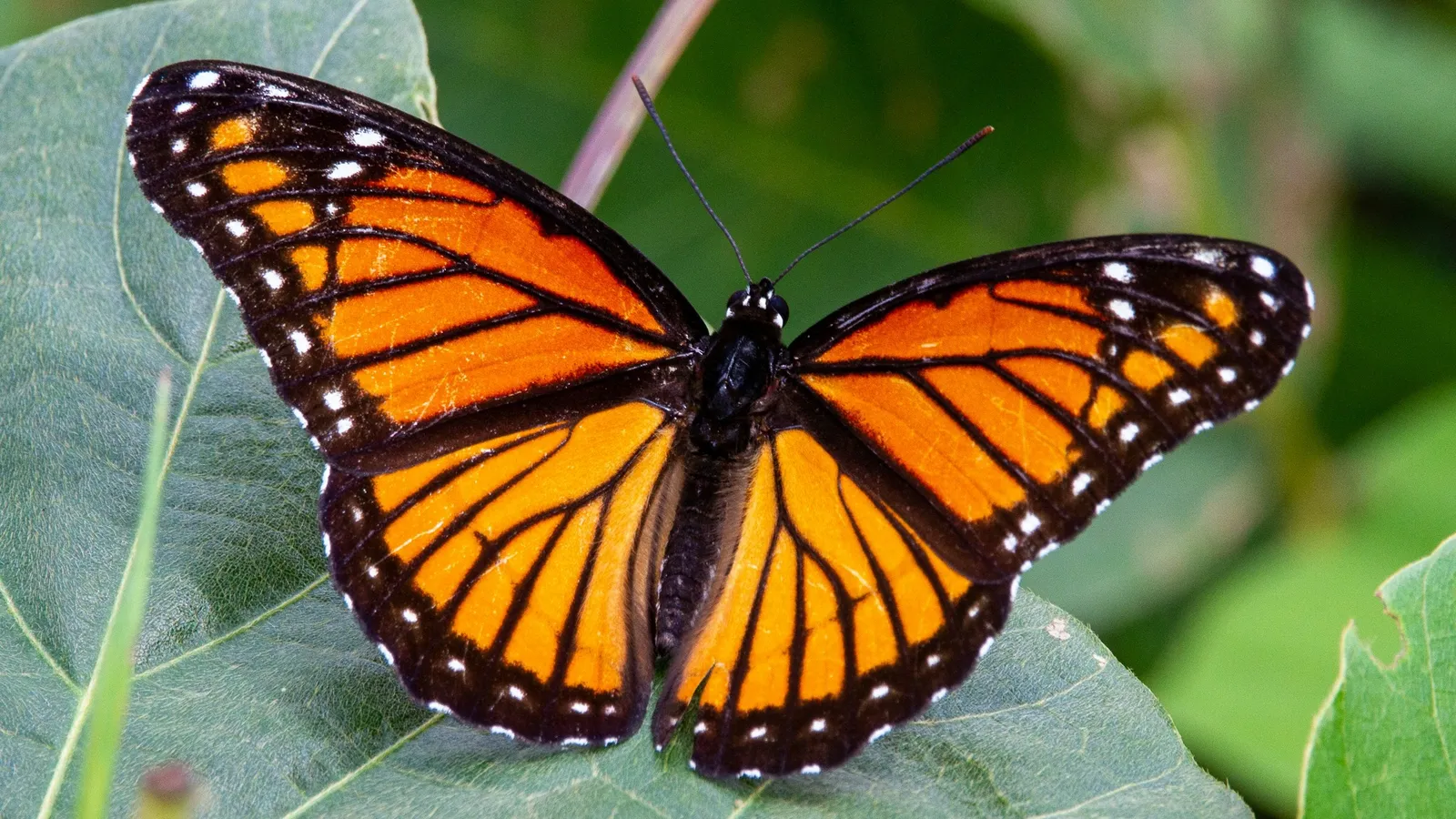 An orange butterfly resting on green leaves