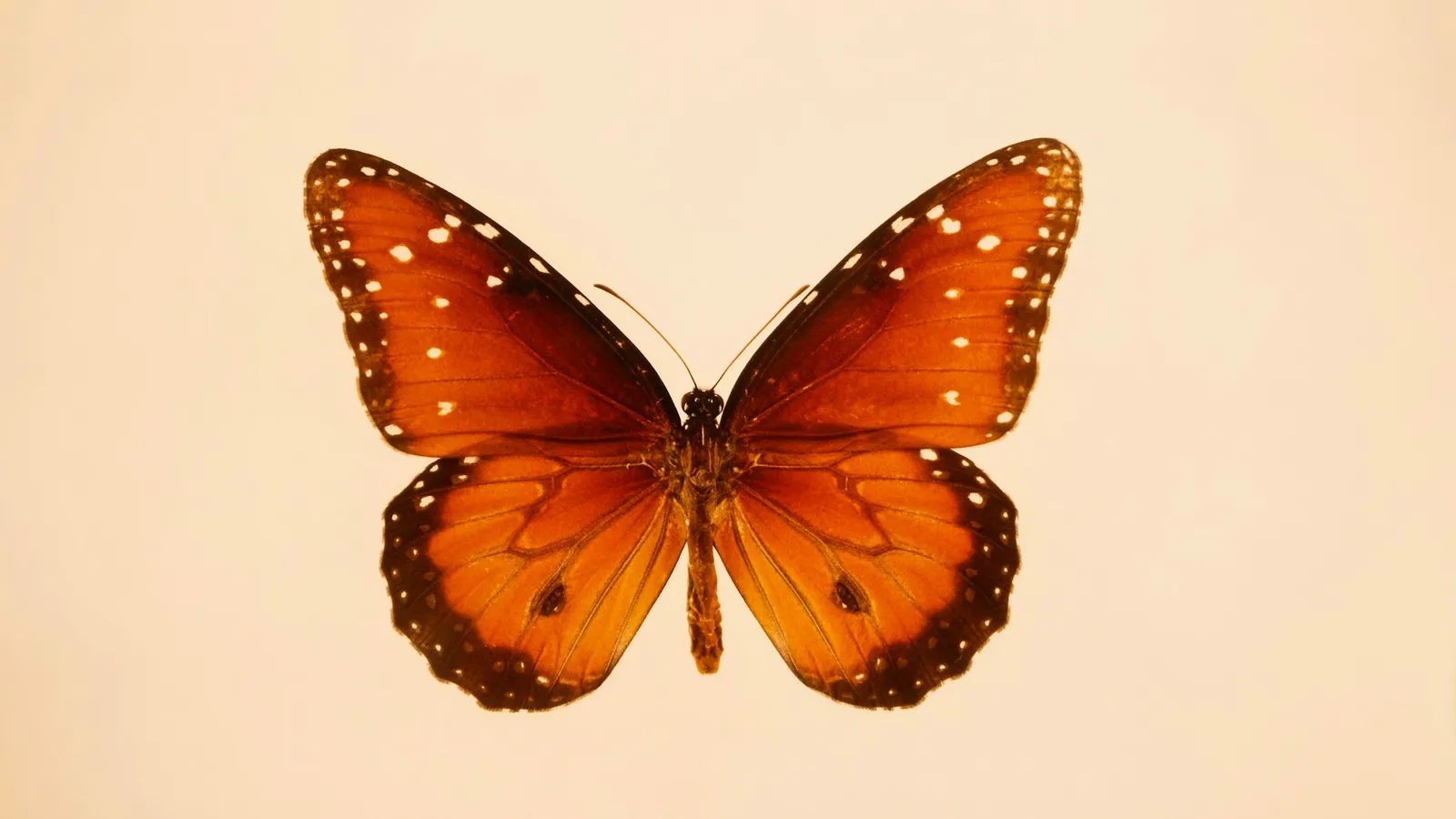 An orange butterfly with spread wings