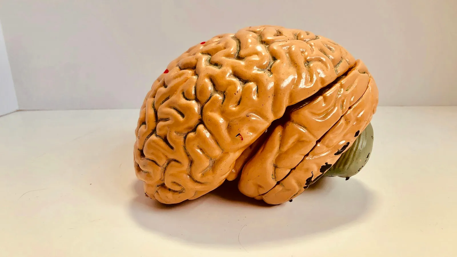 An orange model of the human brain