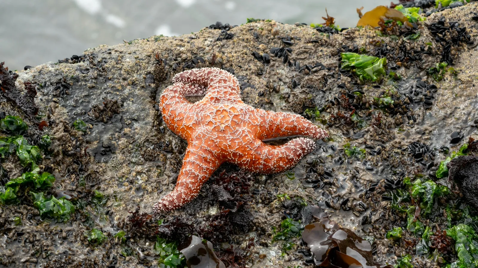 An orange starfish on a wet rock at low tide