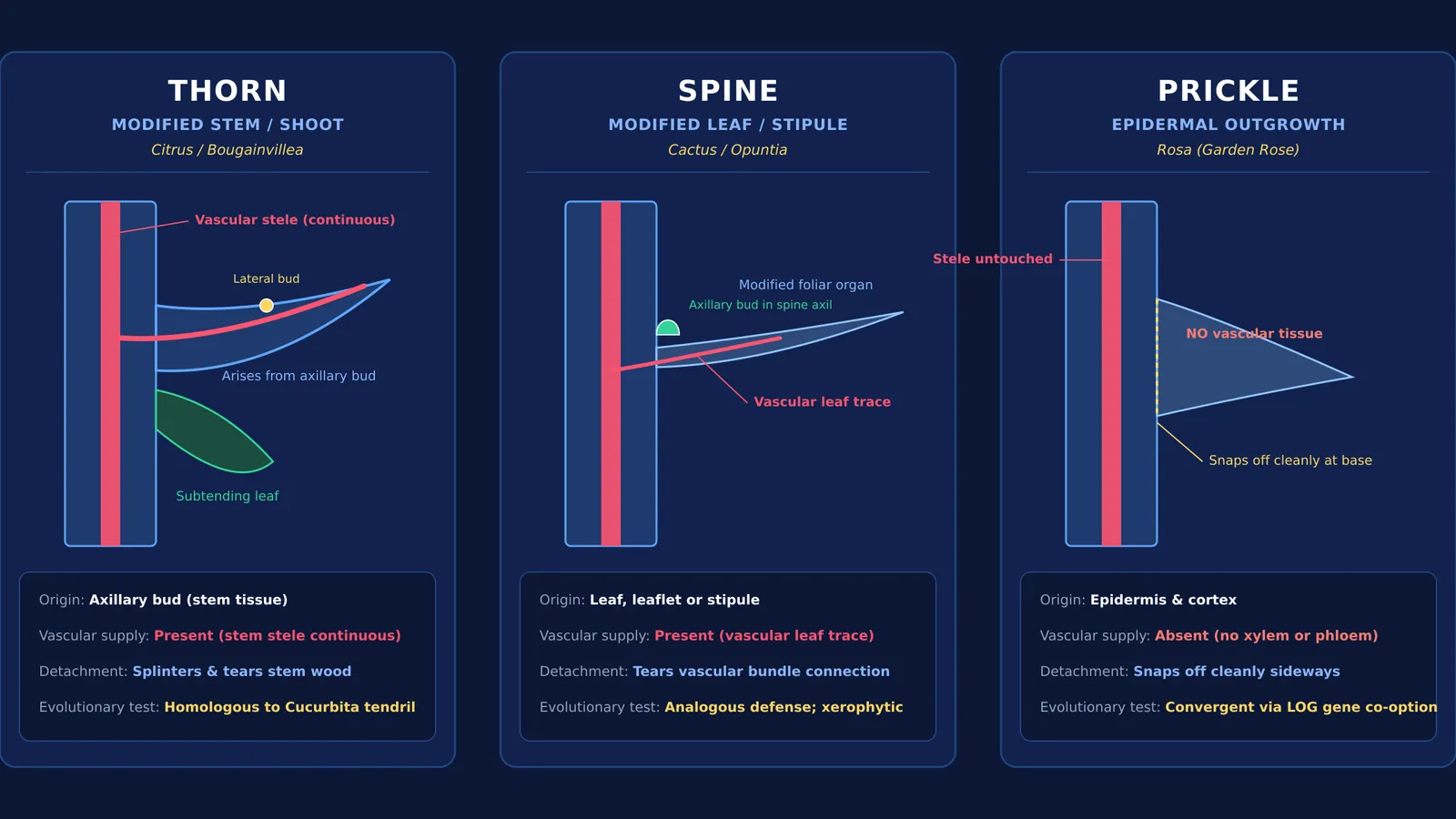 Anatomical diagram comparing origin and vascular structure of plant thorns, spines, and prickles