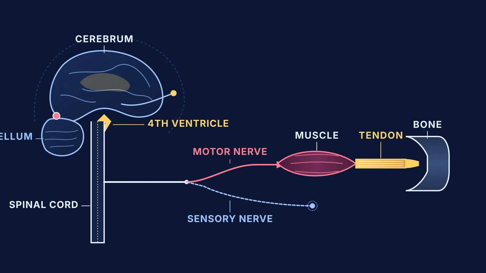 Anatomical diagram linking brain and spinal nerves to muscle, distinct from mechanical tendons
