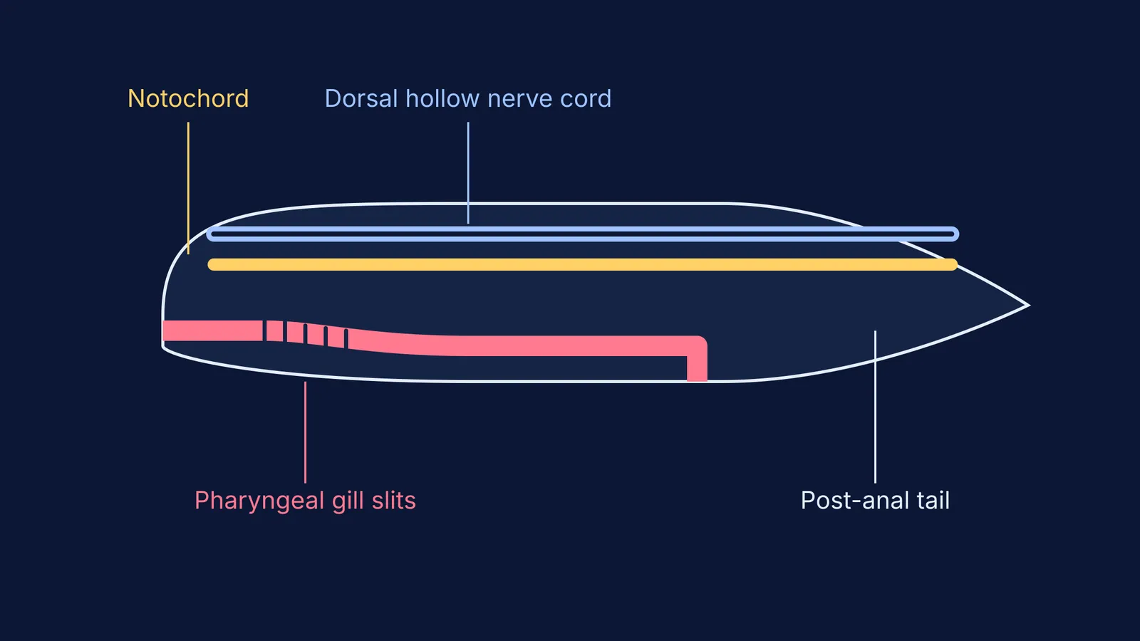 Anatomical diagram of a chordate showing four fundamental features