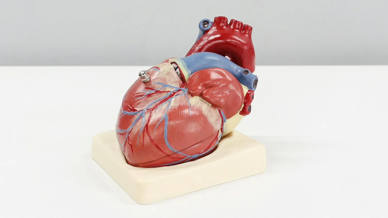 Anatomical model of the human heart