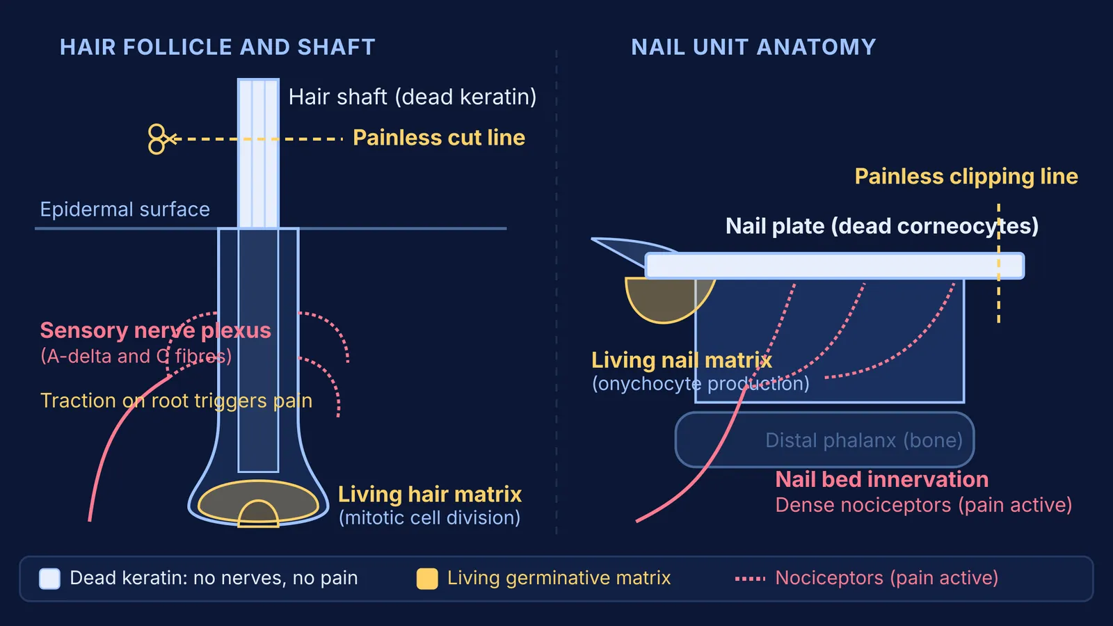 Anatomy diagram comparing dead keratinised hair shaft and nail plate with living innervated roots