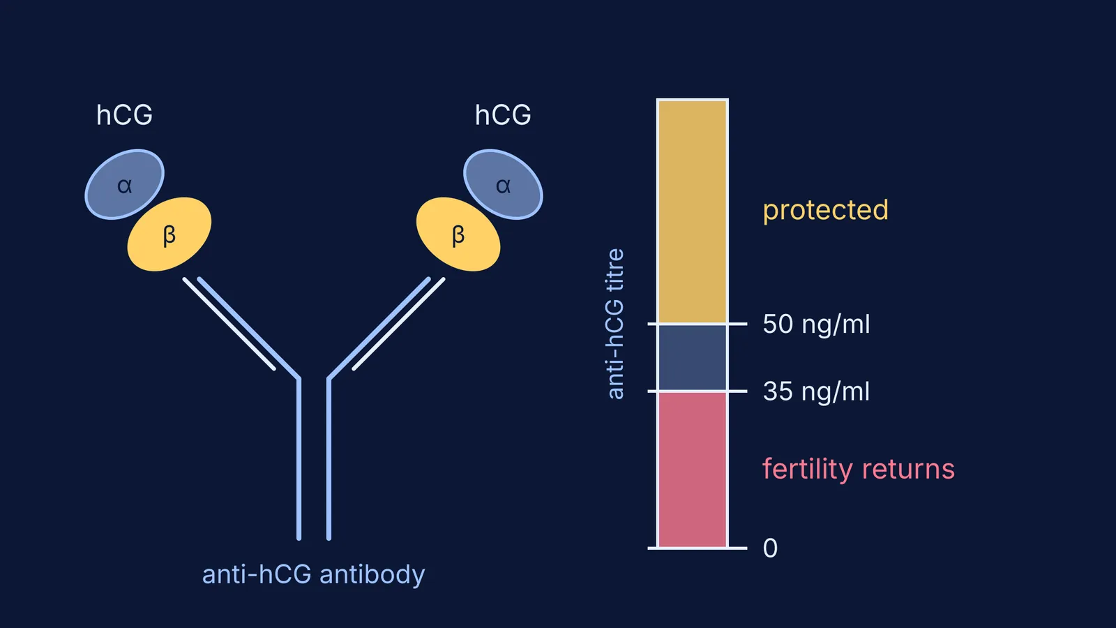 Antibody gripping hCG beta subunits beside a titre scale with 50 and 35 ng/ml thresholds