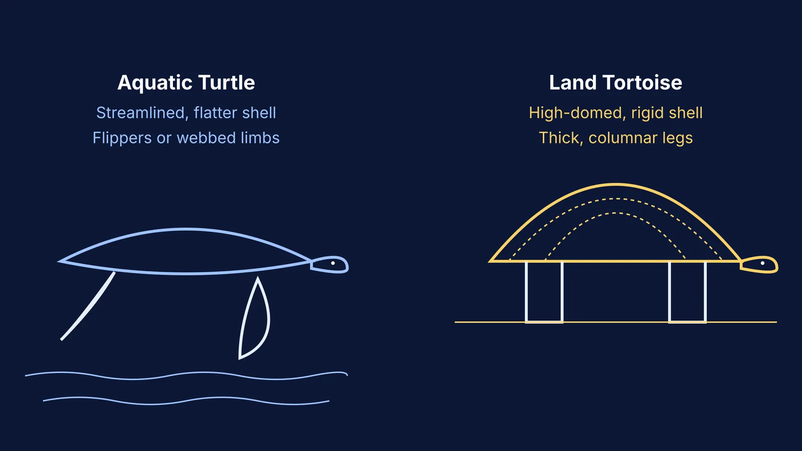 Aquatic turtle shell vs land tortoise shell