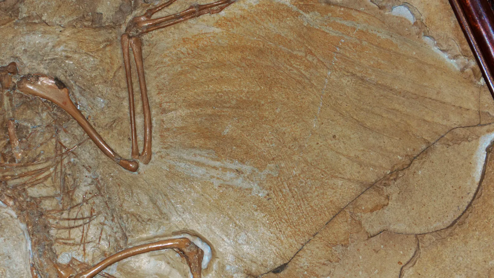Archaeopteryx fossil wing showing clawed finger bones and feather impressions in limestone