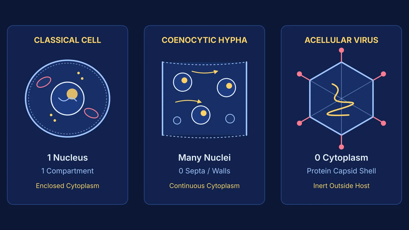 Architectural comparison of a classical uninucleate cell, a coenocytic hypha, and an acellular virion