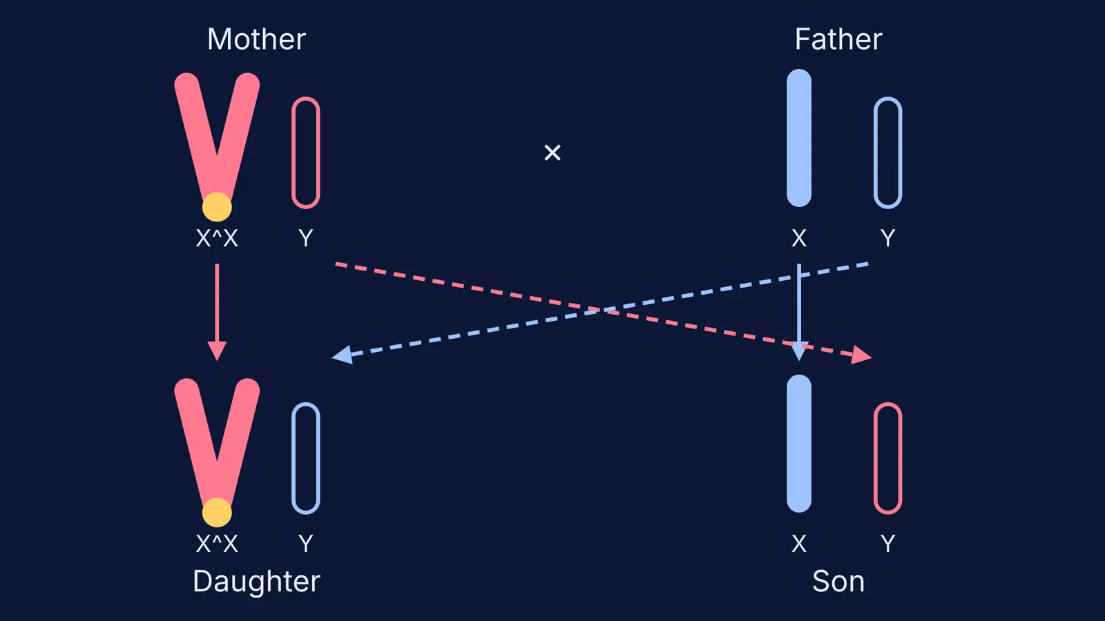 Attached-X cross: daughters get the joined X^X, sons get the father's X