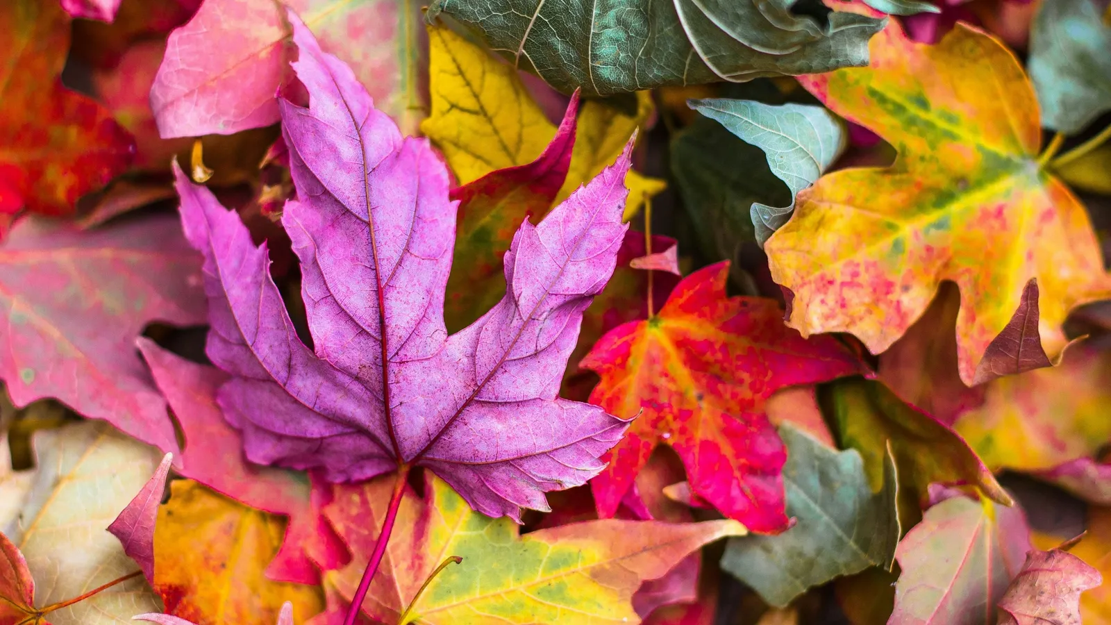 Autumn leaves in purple, orange and green