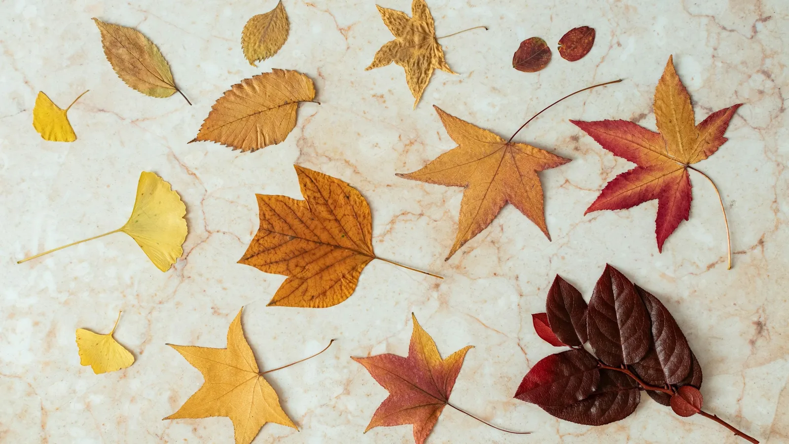 Autumn leaves of many shapes laid out on paper