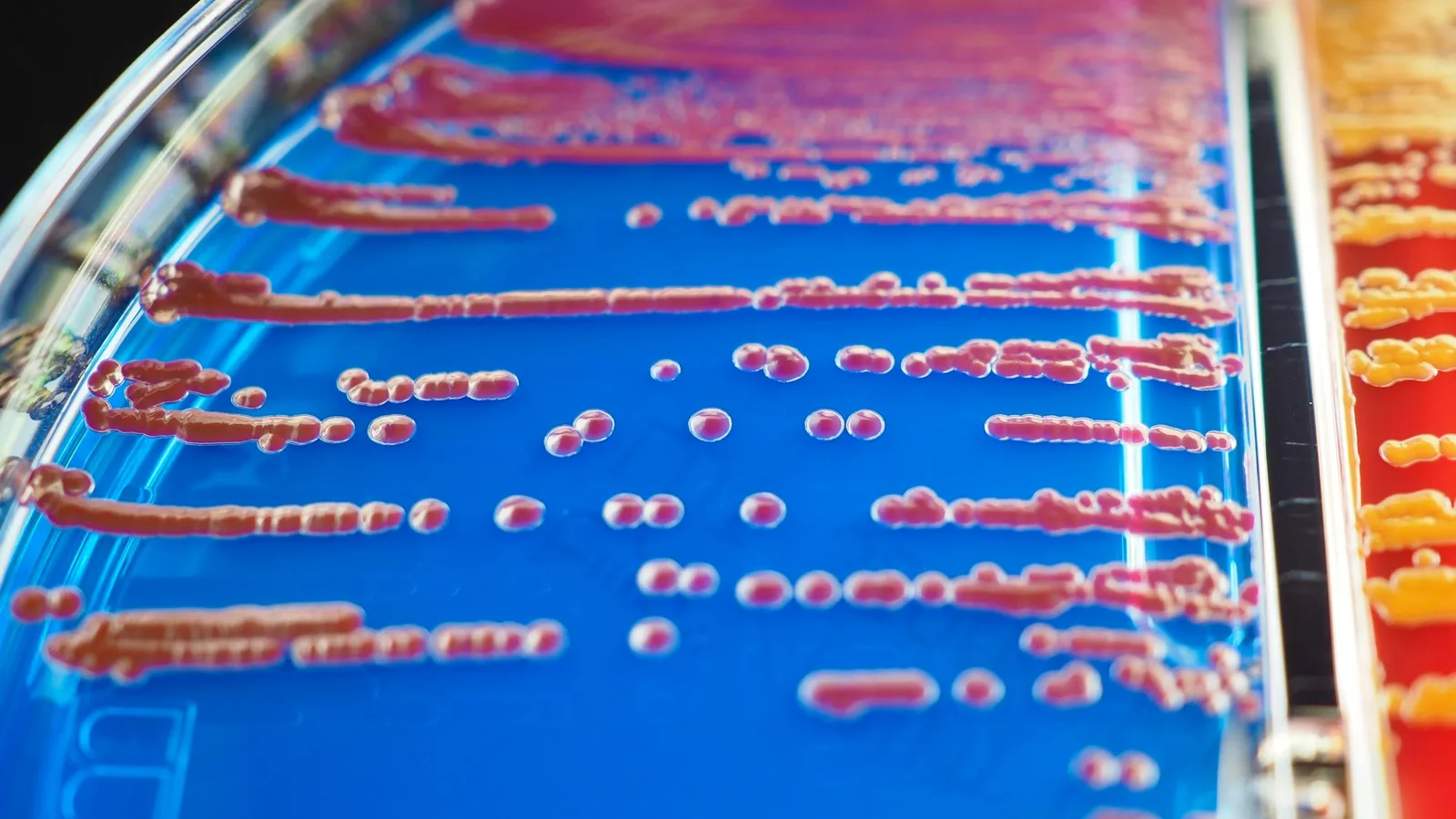 Bacteria grown in streaks across agar plates