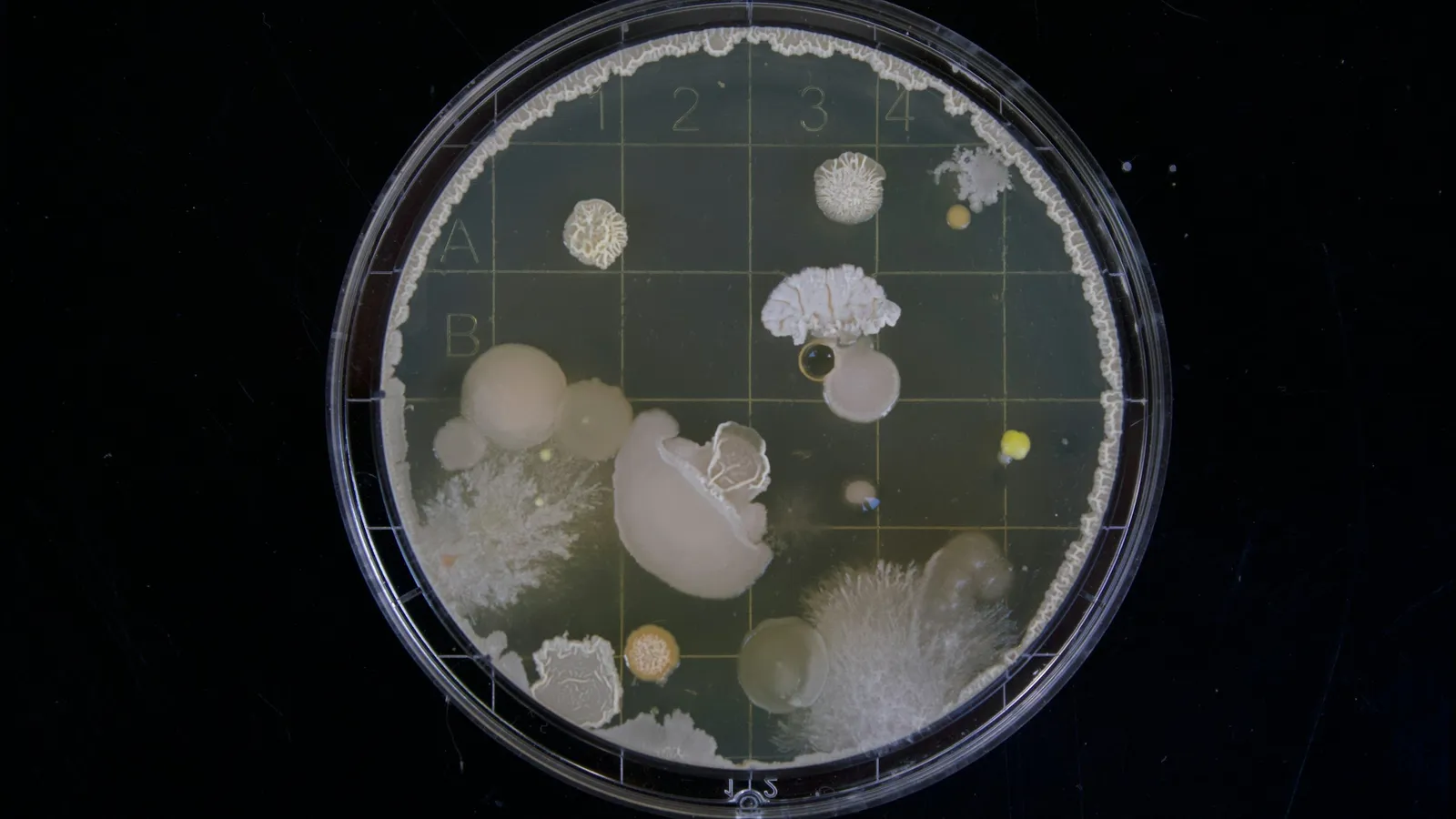 Bacterial colonies growing in a petri dish on black