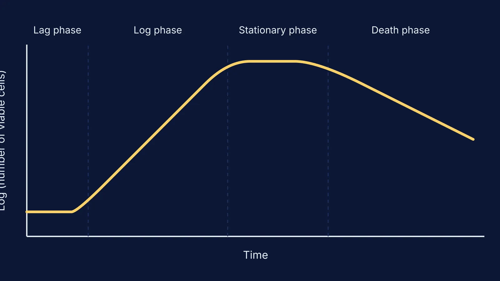 Bacterial growth curve showing four phases