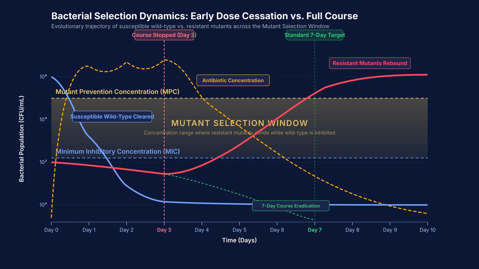 Bacterial population curves and antibiotic concentration showing resistant mutant rebound after early stopping