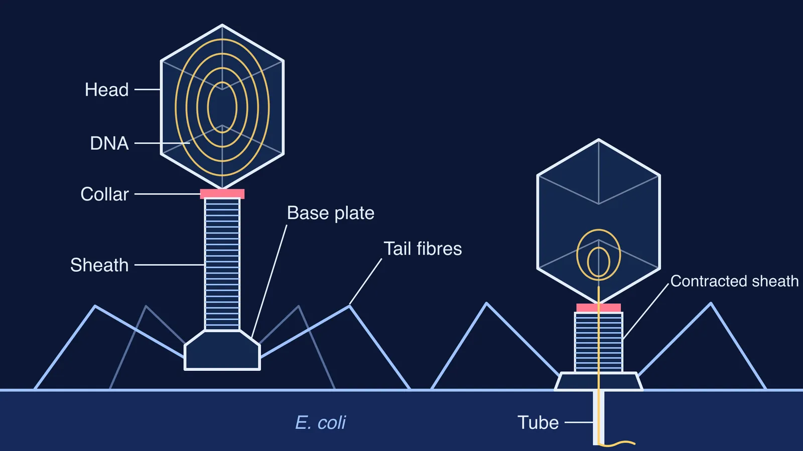 Bacteriophage T4 drawn to scale, before and after its tail sheath contracts