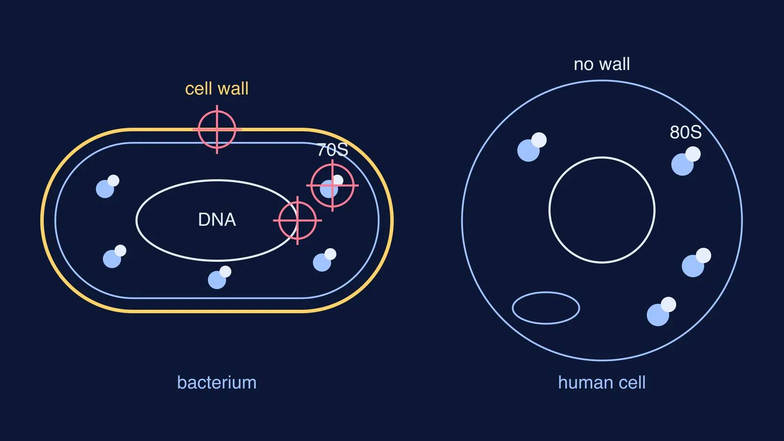 Bacterium with cell wall, 70S ribosomes and DNA targeted beside a human cell