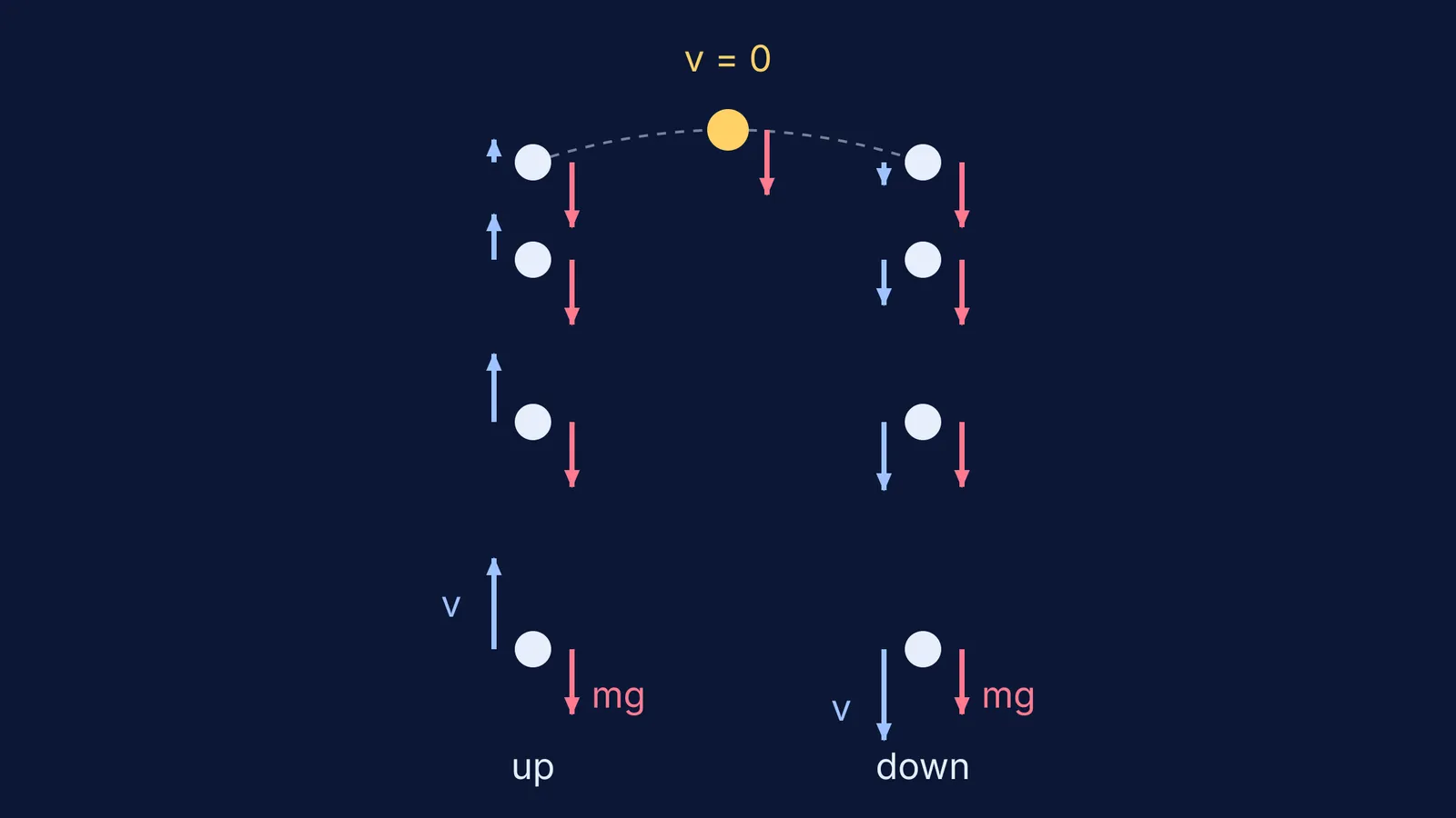 Ball thrown straight up, with shrinking velocity arrows and equal downward gravity arrows
