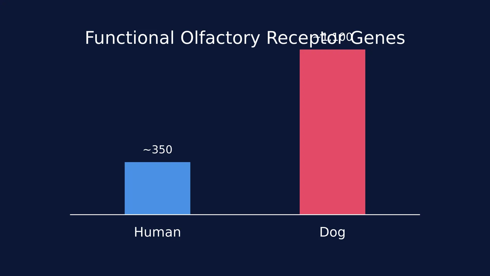 Bar chart comparing functional olfactory receptor genes in humans (approx 350) and dogs (approx 1,100)