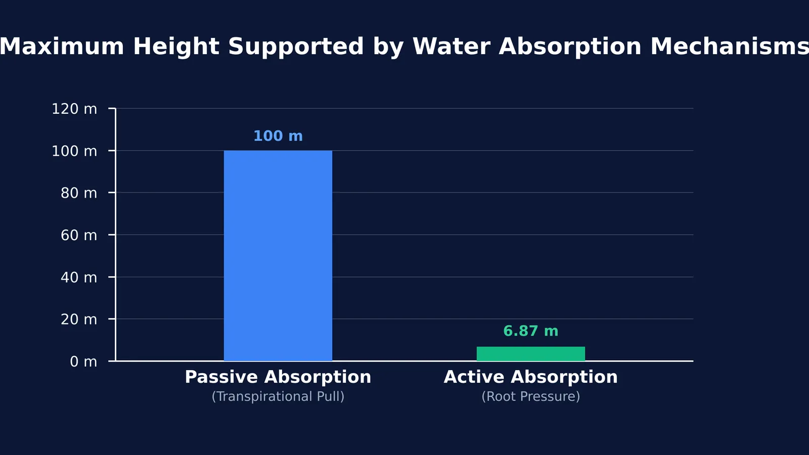 Bar chart comparing maximum heights of passive and active water absorption