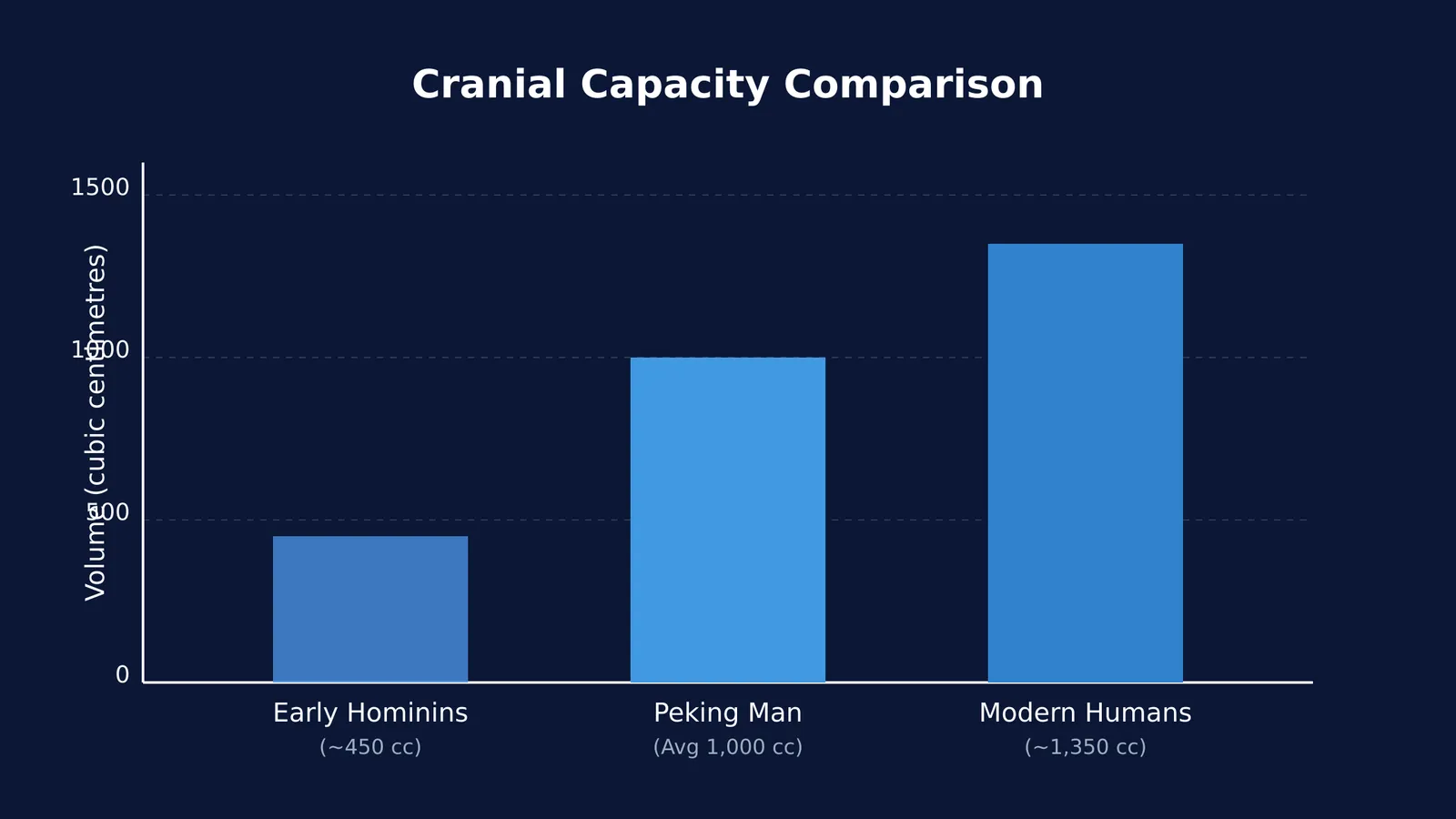 Bar chart comparing the cranial capacity of early hominins, Peking Man, and modern humans