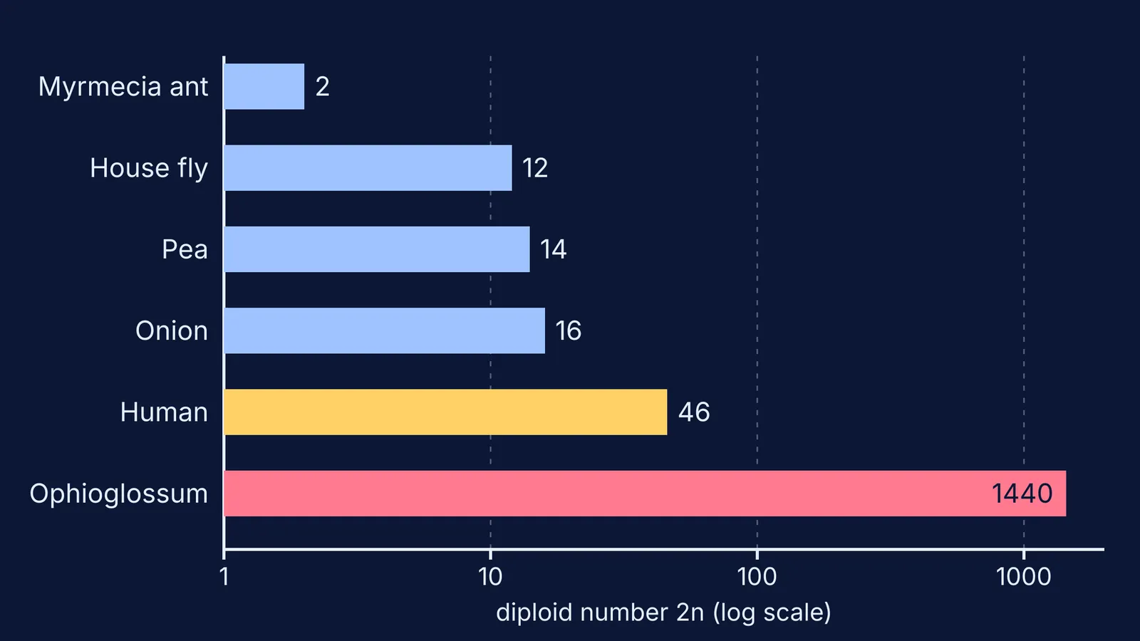 Bar chart of diploid chromosome numbers from an ant to a fern