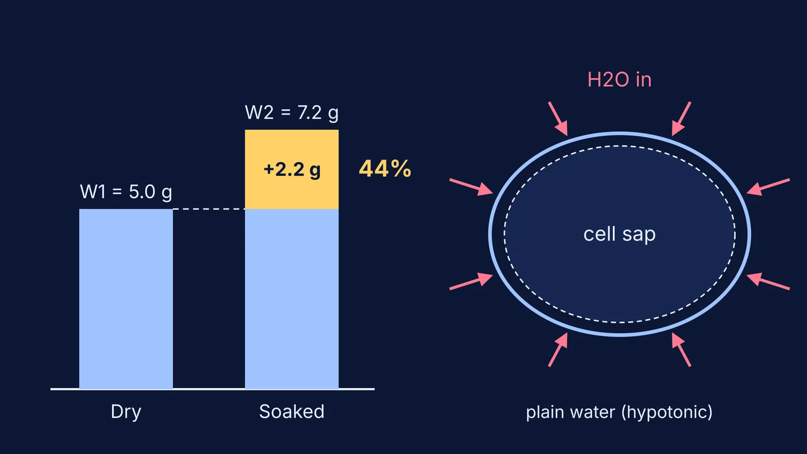 Bar chart of raisin mass before and after soaking, beside a cell taking in water