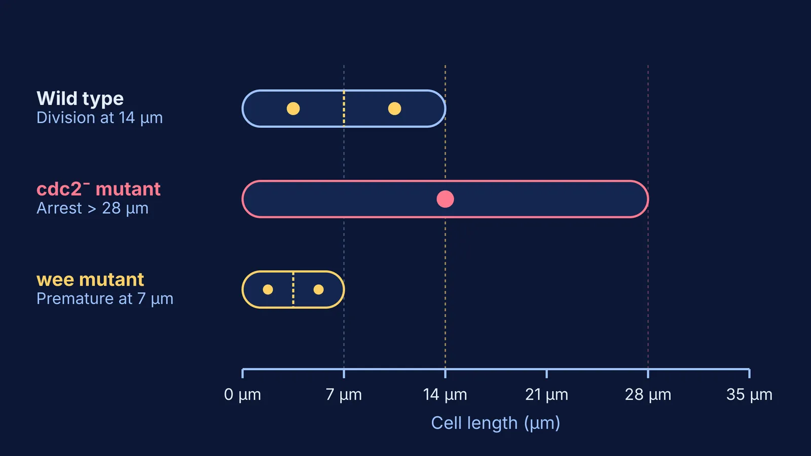 Bar chart showing fission yeast wild type, cdc2 mutant and wee mutant cell lengths.