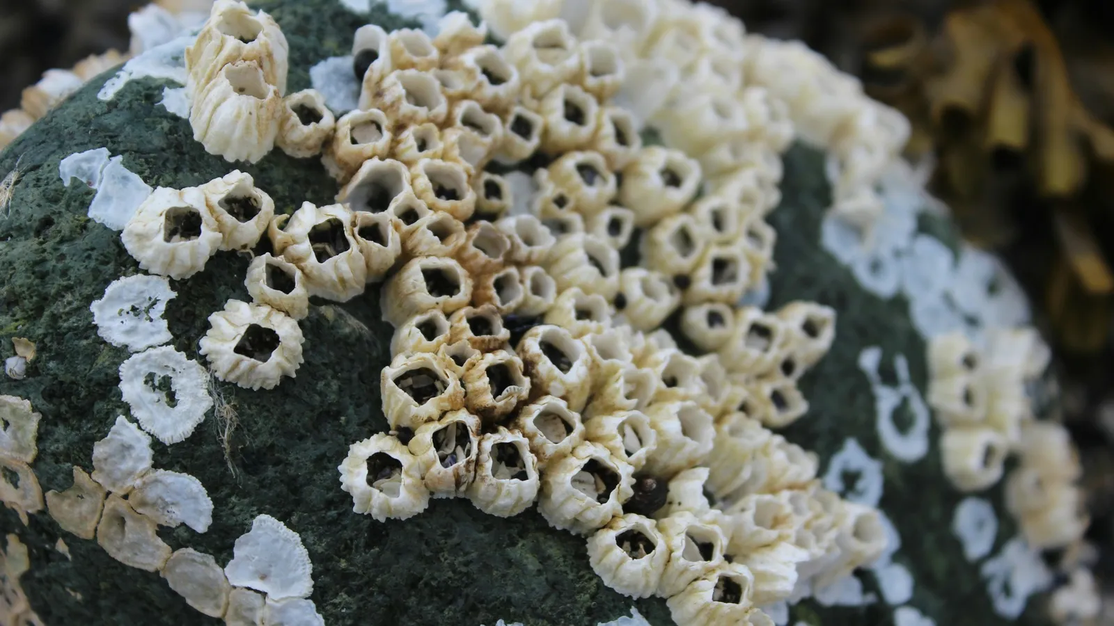 Barnacles crowded on a rock on the shore