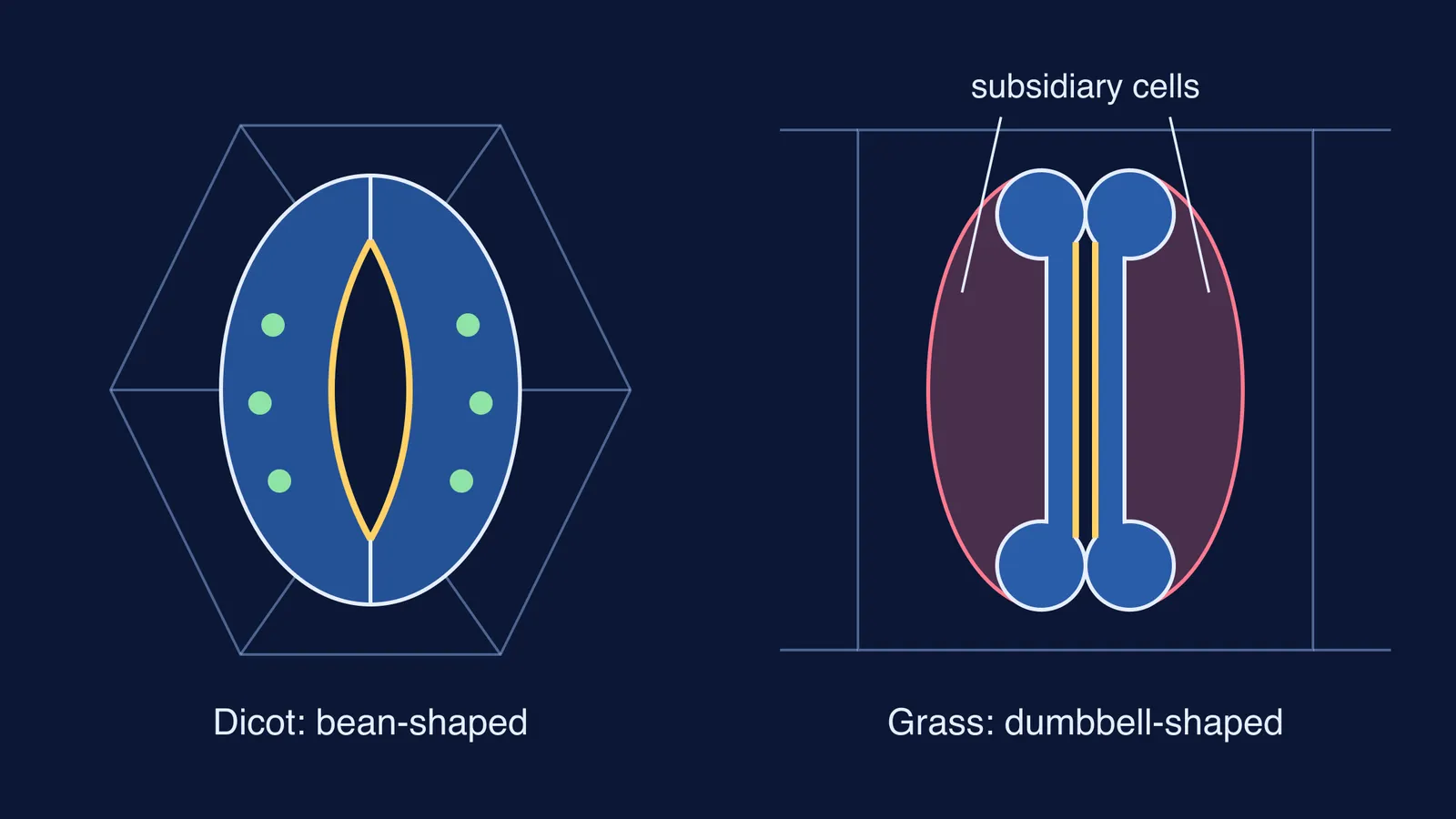 Bean-shaped dicot guard cells beside dumbbell-shaped grass guard cells with subsidiary cells