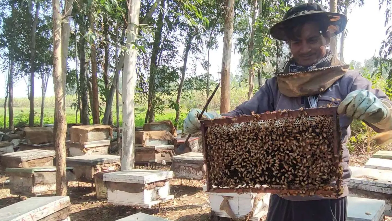 Beekeeper in a veiled hat holds a bee-covered frame among wooden hive boxes