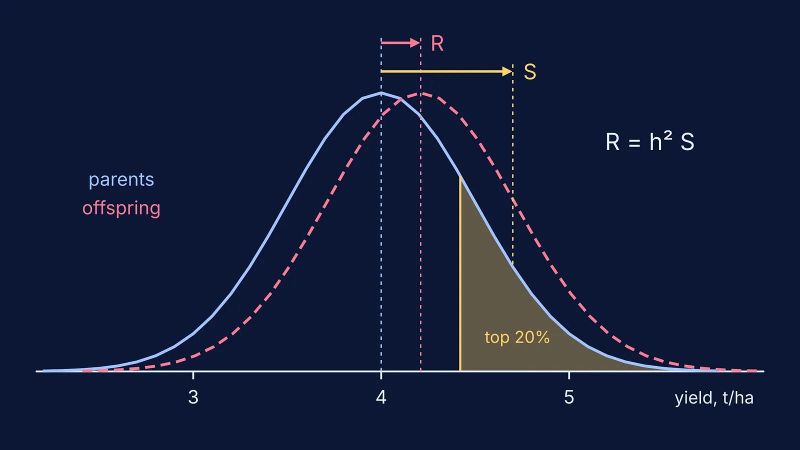 Bell curves of parent and offspring wheat yields showing response to selection