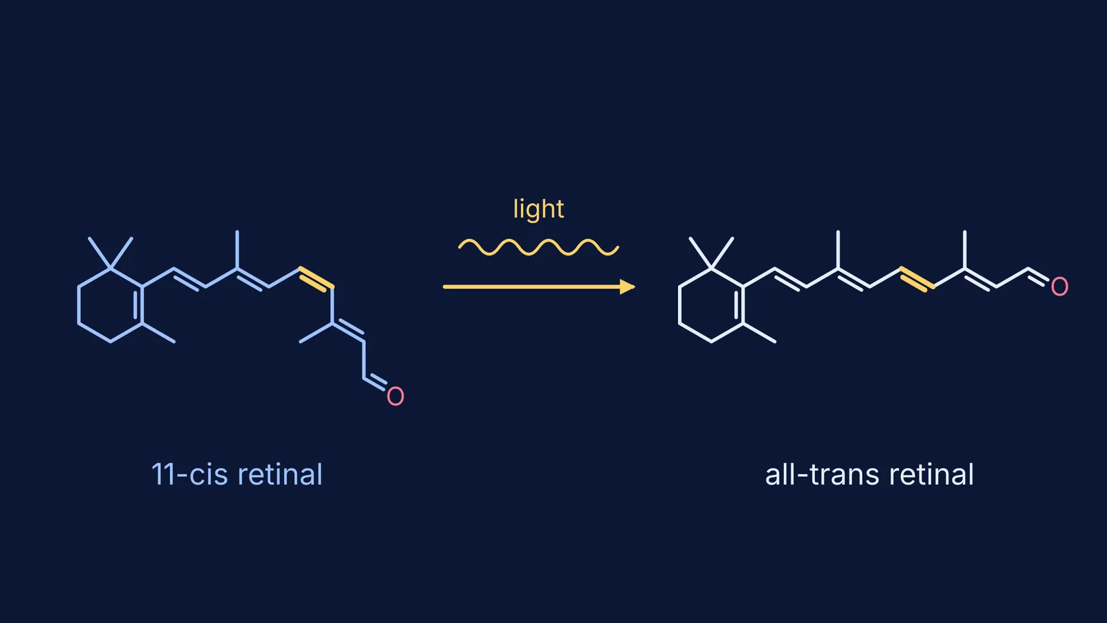 Bent 11-cis retinal straightening into all-trans retinal after absorbing light