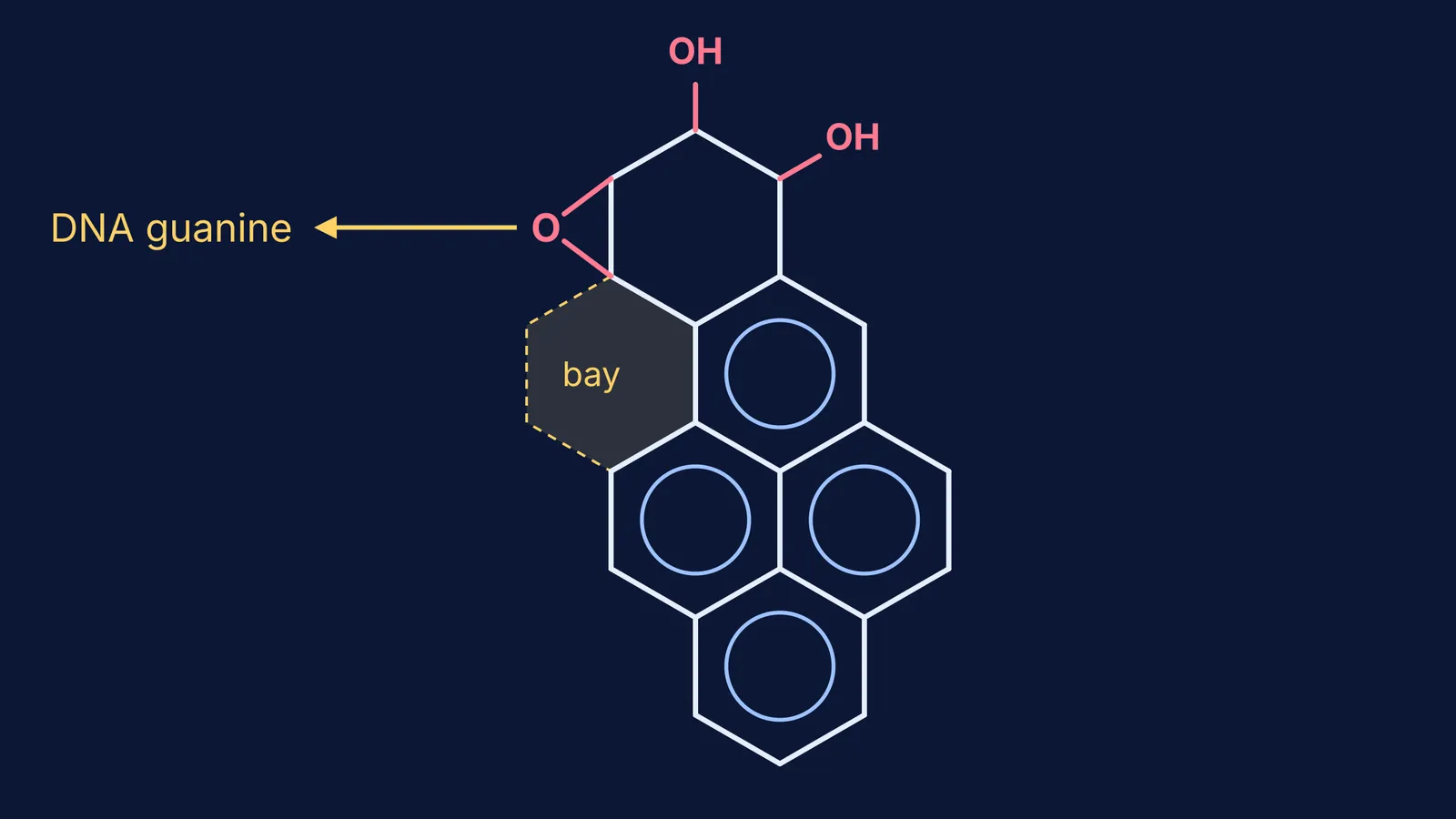 Benzo[a]pyrene diol epoxide skeleton with its bay region and epoxide marked