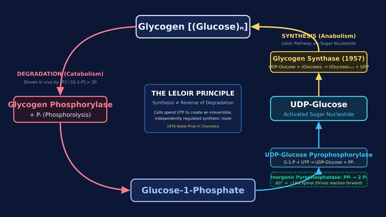 Biochemical diagram comparing glycogen degradation by phosphorylase with synthesis via UDP-glucose and synthase