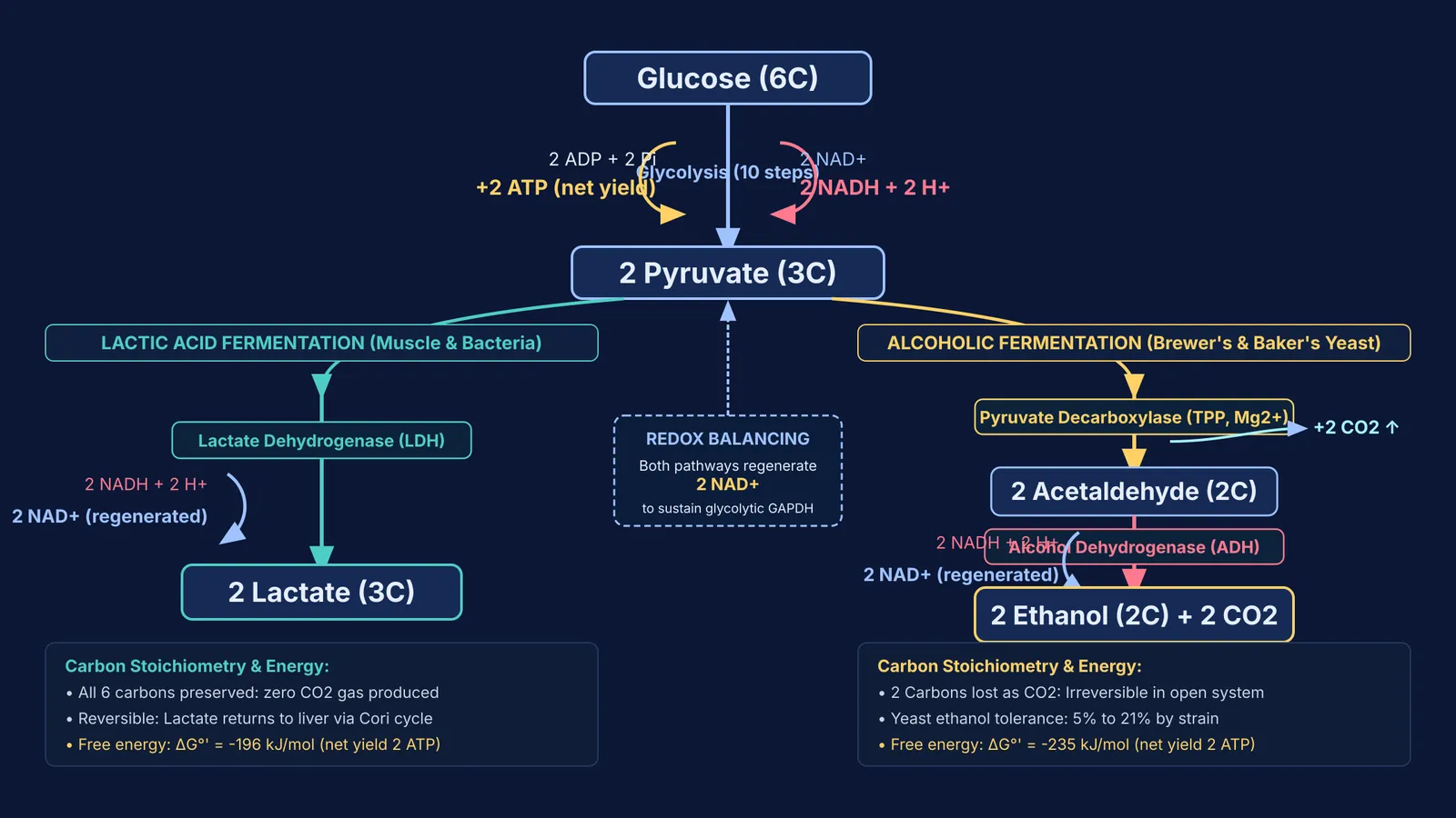 Biochemical pathway diagram comparing lactic acid and alcoholic fermentation and NAD+ regeneration.