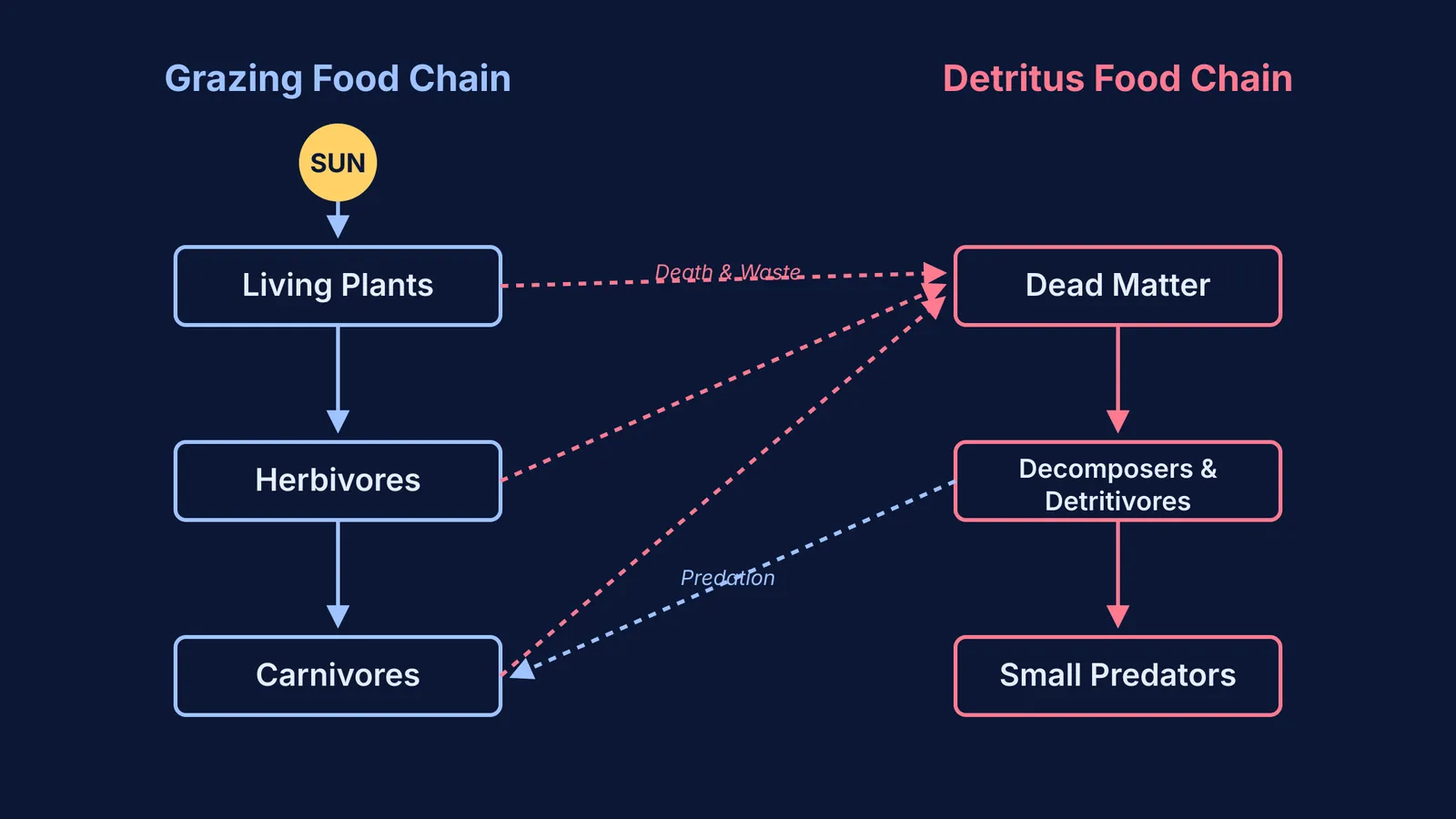 Block diagram of Grazing Food Chain and Detritus Food Chain connected in a food web