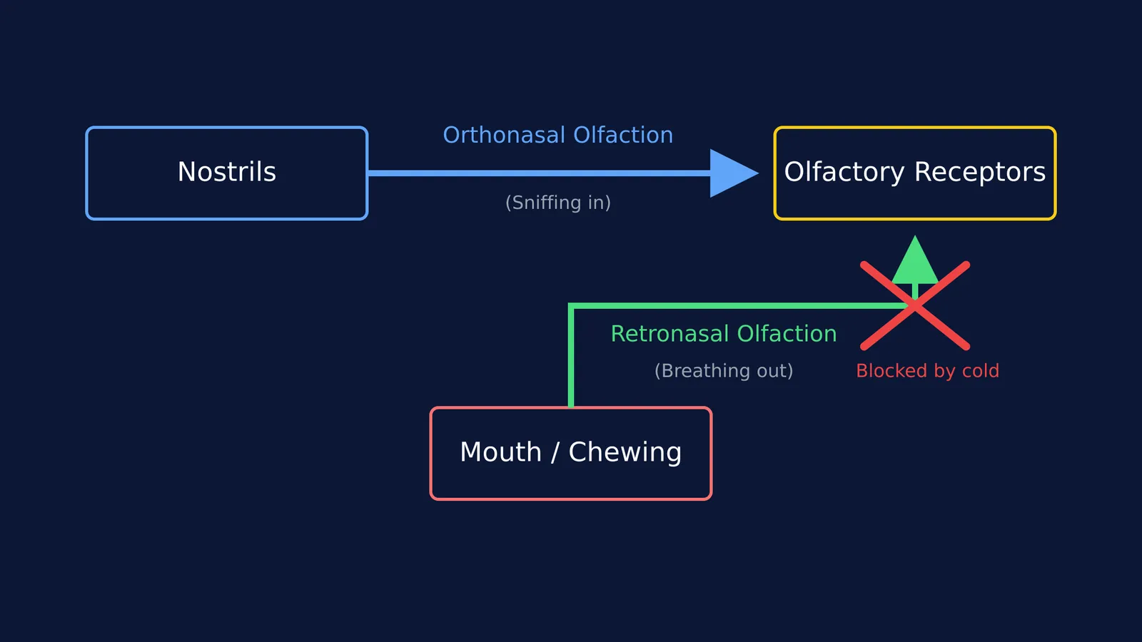 Block diagram of orthonasal and retronasal olfaction pathways.