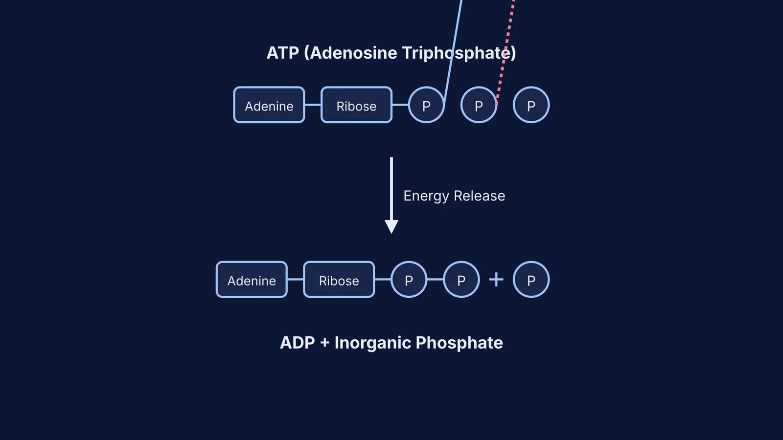 Block diagram of the ATP-ADP cycle showing chemical structures and energy release