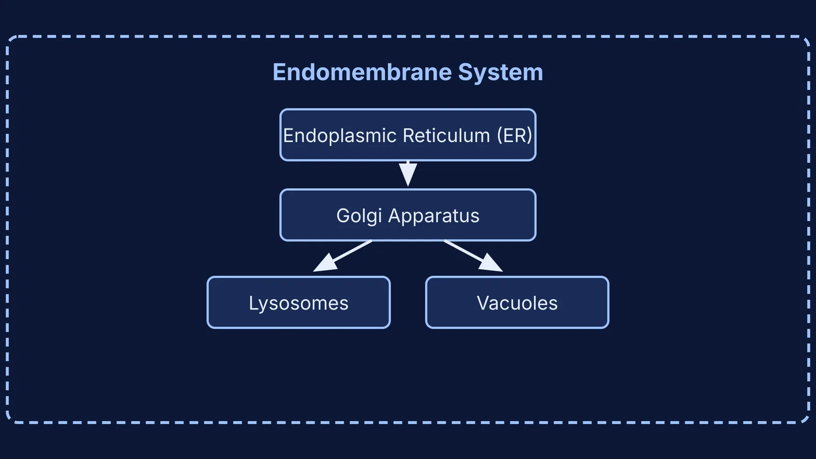 Block diagram of the endomembrane system
