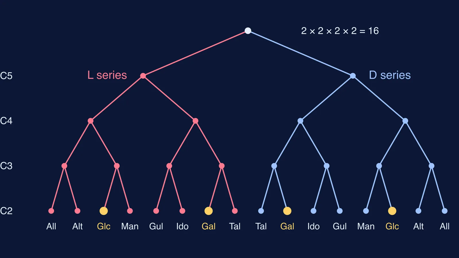 Branching tree of OH choices at C5 to C2 ending in sixteen aldohexoses